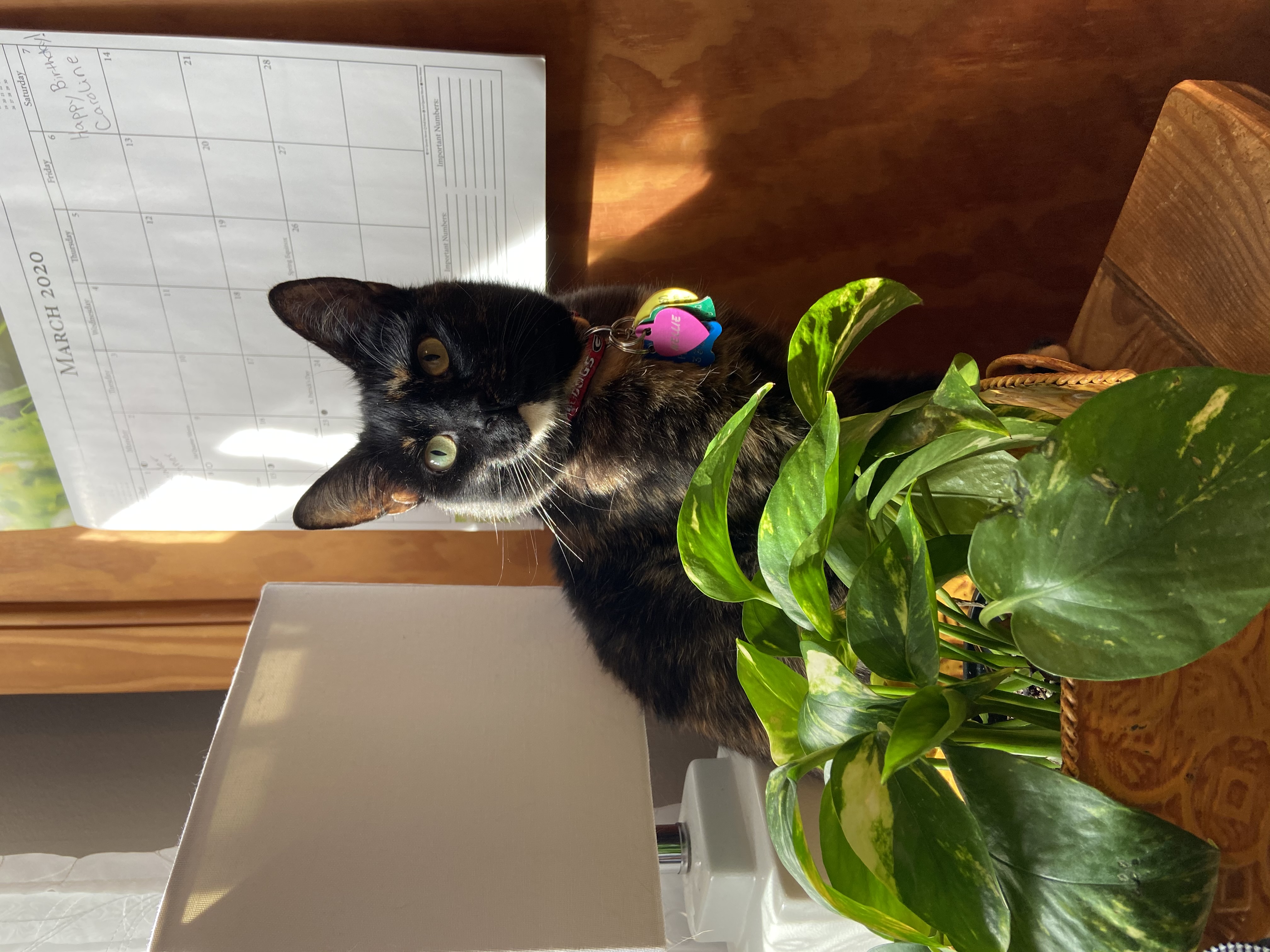 My favorite picture of Nellie sitting next to a plant with sunlight shining on her