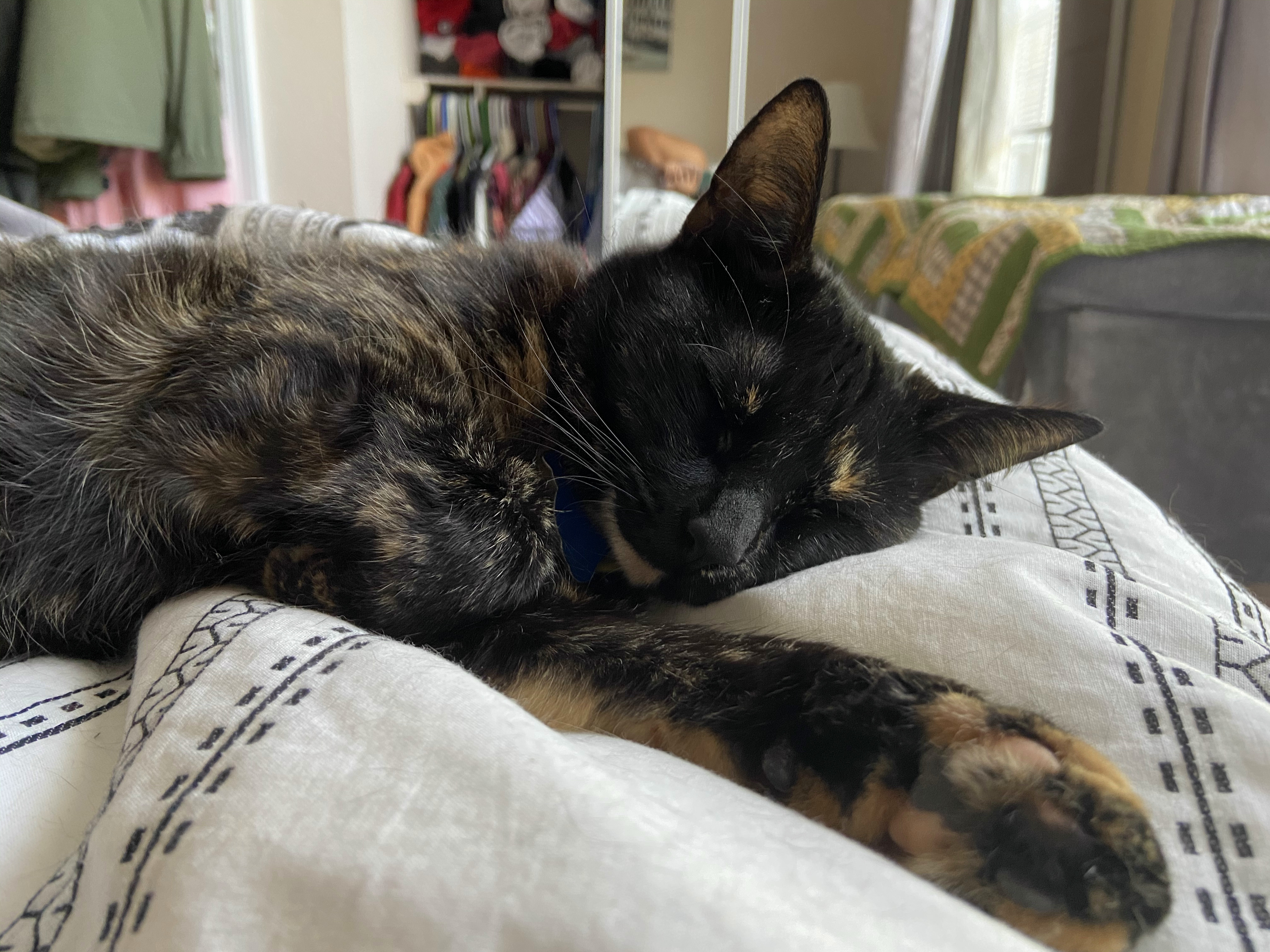 Nellie napping on my bed