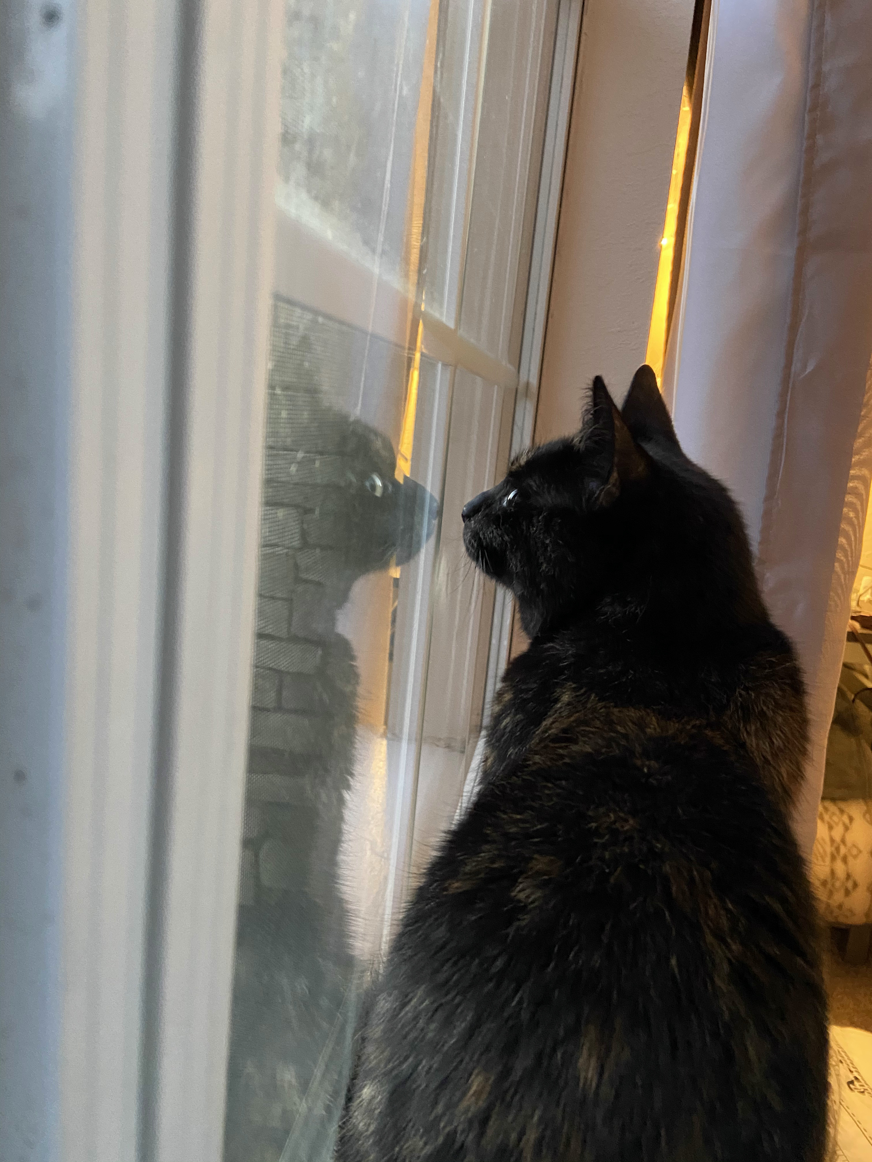 Nellie staring out a window looking at birds